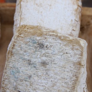 Caciofiore della campagna romana con coagulante di cardo