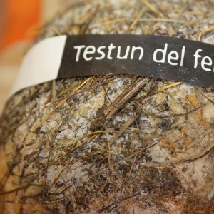 Testun del fen