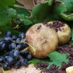 Pecorino di Pienza stagionato in barriques