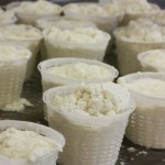 Ricotta