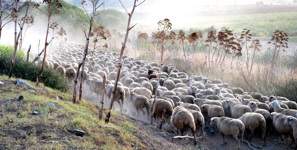 Transumanza pecore
