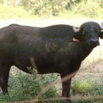 Vacca Bufala