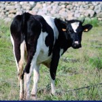 Vacca Frisona