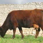 Vacca Modicana