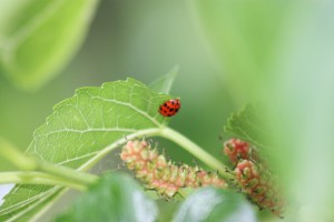 Coccinella