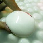 Nasce il corso per artigiani della Mozzarella DOP