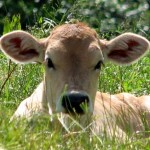 Nursery bovina in Molise, Granarolo fa dietrofront 