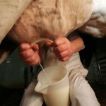 Produzione italiana latte, +5% entro il 2020 
