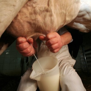 Produzione italiana latte, +5% entro il 2020 
