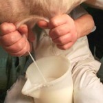 Ue dà il via all’Osservatorio mercato del latte