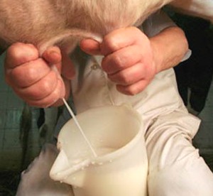 Ue dà il via all’Osservatorio mercato del latte