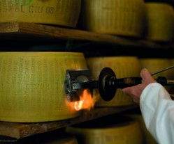 Parmigiano: marchiatura