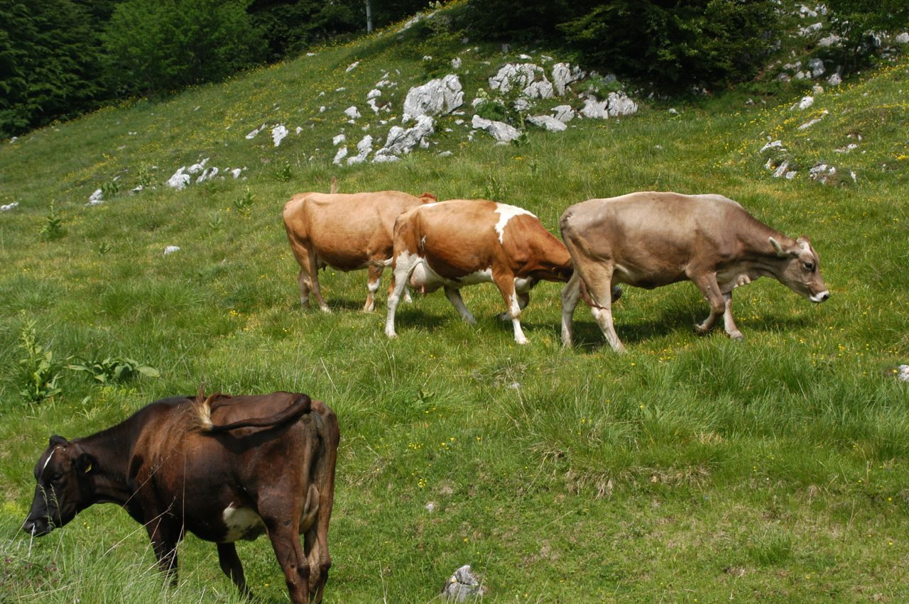 L’alpeggio e i formaggi P.A.T.