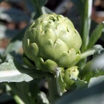 Una novità per i vegetariani: Carciocacio