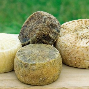 Esclusive forme di Pecorino di Farindola al cacao battute all’asta sul web