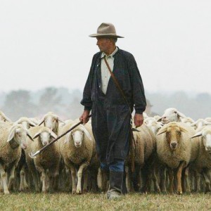 L’Editoriale / La rivincita dei pastori di pecore. Pecorino e Fiore Sardo sfondano 