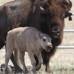 Cuccioli bufalini maltrattati, operazione 
