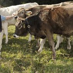 Lavorare in malga può sollevare entusiasmo tra i giovani, ma la realtà è più complicata