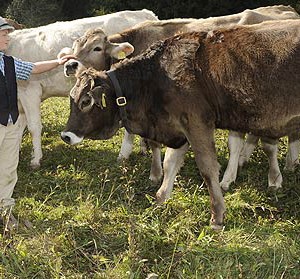 Lavorare in malga può sollevare entusiasmo tra i giovani, ma la realtà è più complicata