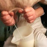 Allarme latte, un'impresa italiana su quattro è pronta a chiudere