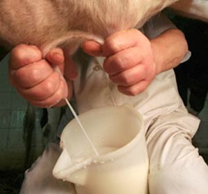 Allarme latte, un'impresa italiana su quattro è pronta a chiudere