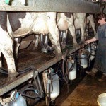Confagri: “Rischio di un aumento della produzione di latte” 