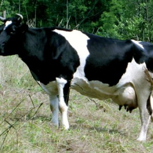 Rinasce il Bastardo di vacca Burlina e si porta dietro la filiera Made in Veneto