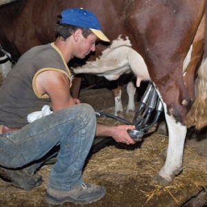 Barbieri (Confagri): “L’Italia rischia con le quote latte, produzione in aumento”