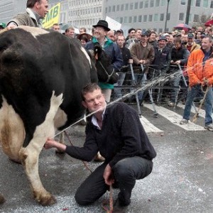 Caduta libera del prezzo latte, protestano i produttori europei 