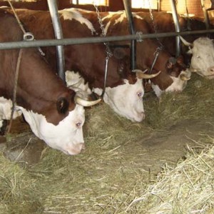 Crisi prezzo del latte, la Coldiretti lancia l’allarme-stalle