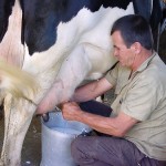 Progetto “Latte nelle scuole”, via del ministero. Previsto per il 2016