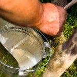 Quote latte, Italia deferita a Corte Giustizia Ue per mancato recupero prelievi