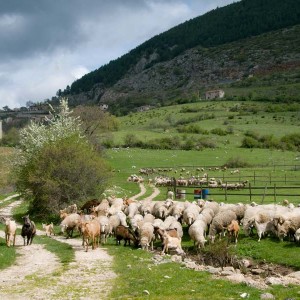 La pastorizia, un’attività indispensabile alla natura