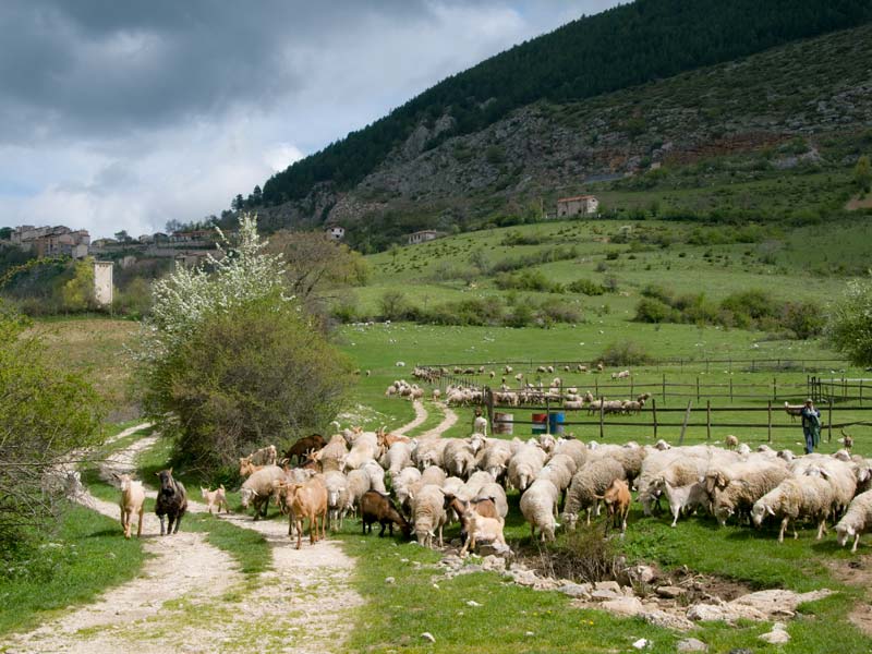 La pastorizia, un’attività indispensabile alla natura