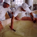Quote latte da trasformare in Parmigiano Reggiano, gli allevatori apprezzano