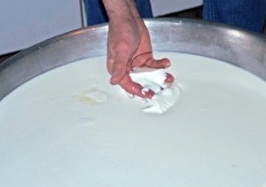 Cagliata presamica, la trasformazione del latte