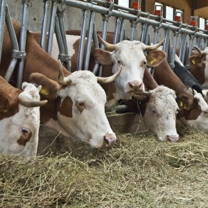 I danni delle Quote latte: 1 stalla su 5 vive, posizioni egemoni sul mercato