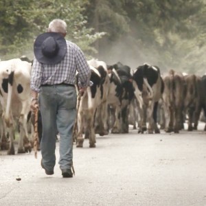 All’Expo una settimana tutta all’insegna dell’Asiago Dop