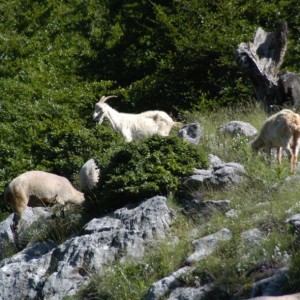 L’erba non può essere l’unico alimento delle lattifere, purtroppo, salvo abbattere tutte le foreste d’Italia