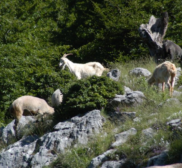 L’erba non può essere l’unico alimento delle lattifere, purtroppo, salvo abbattere tutte le foreste d’Italia