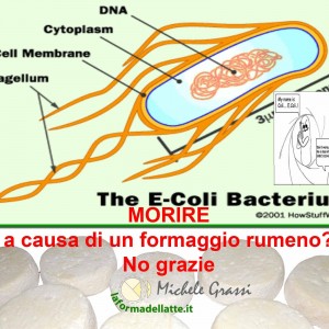 Morire per un formaggio rumeno? No grazie