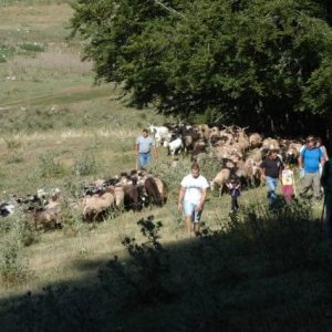 Picinisco in Festival: Formaggio.it è media partner dell’evento