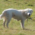 Il formaggio nella dieta del cane