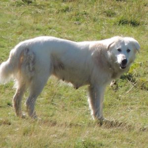 Il formaggio nella dieta del cane