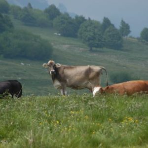 Caseifici di Alpeggio 2017,  formaggi sicuri e controllati