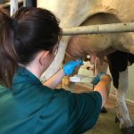 4 incontri tecnici   per gli Allevatori da latte del Piemonte